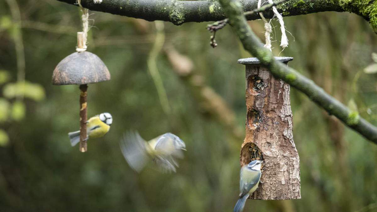 Wildtiere: Überwinterungstipps für Vögel, Igel und Co. vom Nabu Stuhr - WESER-KURIER