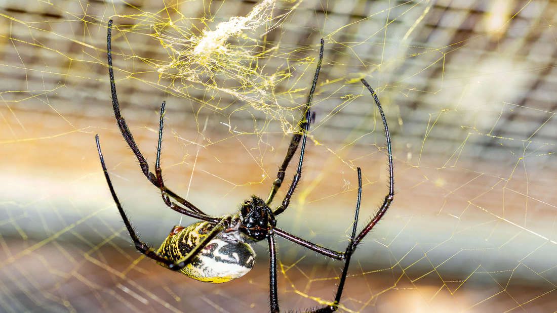 Spinnen: Seide soll für Medizin verwendet werden