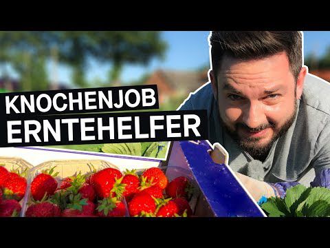 Selbstversuch: So hart ist der Job als Erntehelfer*in