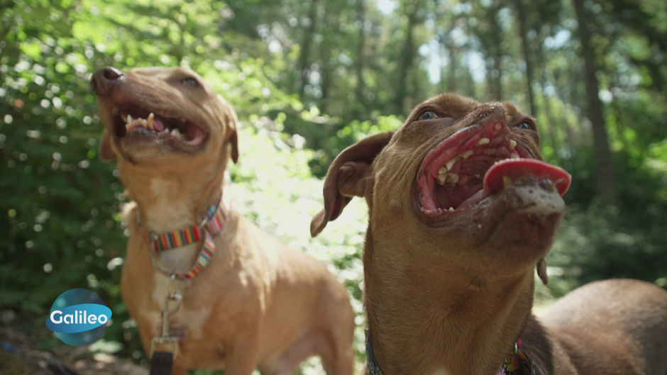 Galileo: Luvable Dog Rescue: Das Tierheim für besondere Hunde