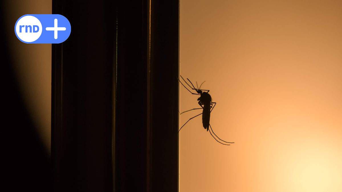 Mücken­saison 2022: Kommt es zur Mücken­plage?