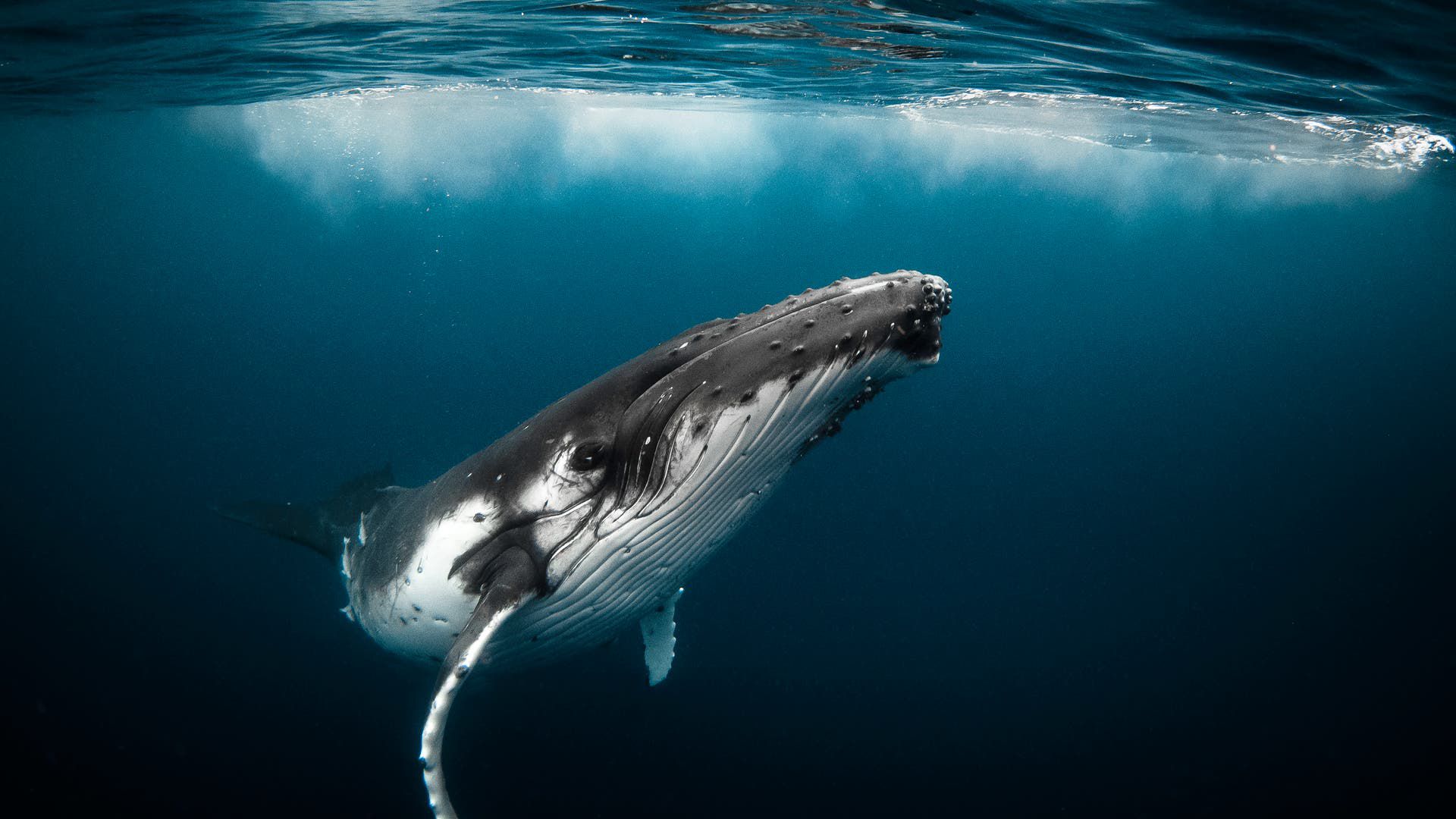 Wie kann künstliche Intelligenz Wale schützen?