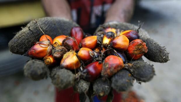 Indonesien schockt mit Palmöl-Exportverbot globale Nahrungsmittelmärkte
