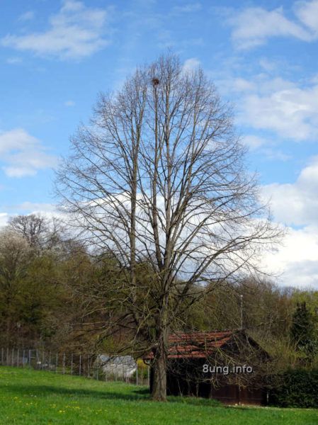 Wetter im April 2021 - kahler Baum mit Vogelnest