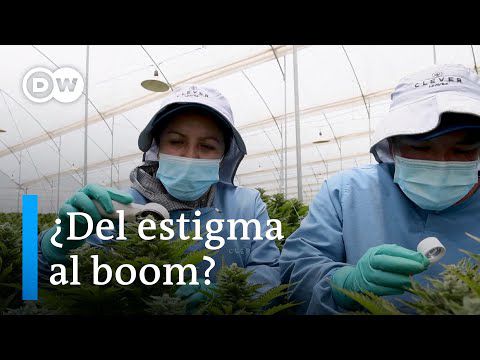Cannabis medicinal en Colombia
