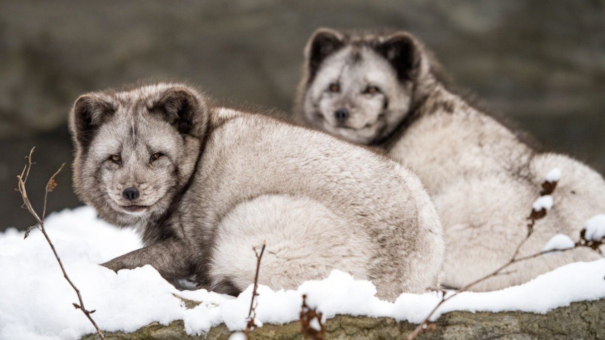 Zoo in München: Wie die Tiere in Hellabrunn durch den Winter kommen