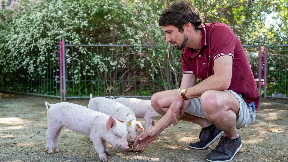 How cultivating positive interaction affects pigs