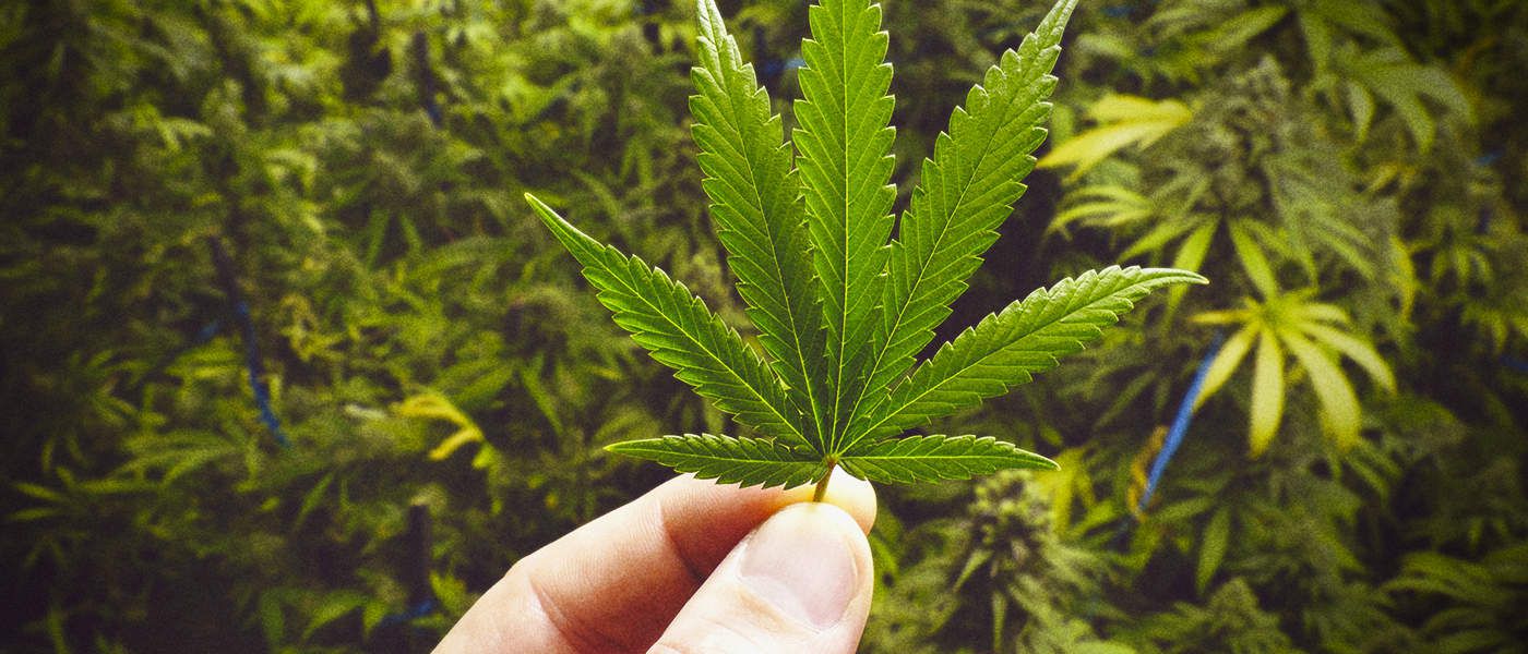 Marijuana Stocks Get Boost After Ontario Government Announces Cannabis Supply Deals