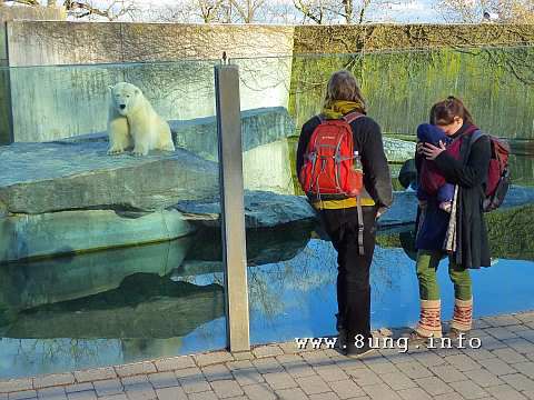 Eisbär, Familie und Kind im Zoo
