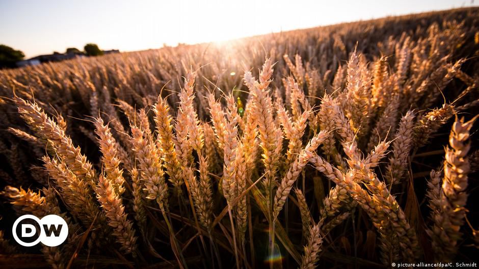 Weizen - Warum er weltweit so wichtig ist 