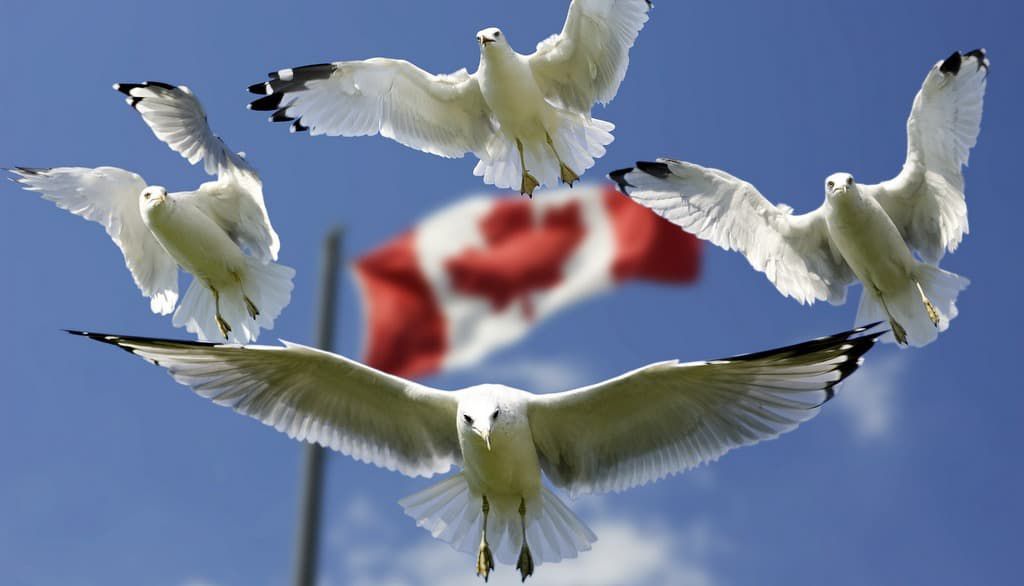THE CANADIAN EXPERIENCE : A shared identity in a polarizing world