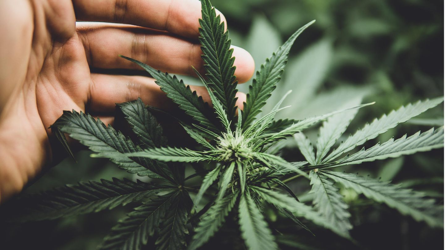 Cannabis-Legalisierung: "Aus psychiatrischer Sicht hat das Aspekte von russischem Roulette" (GEOplus)