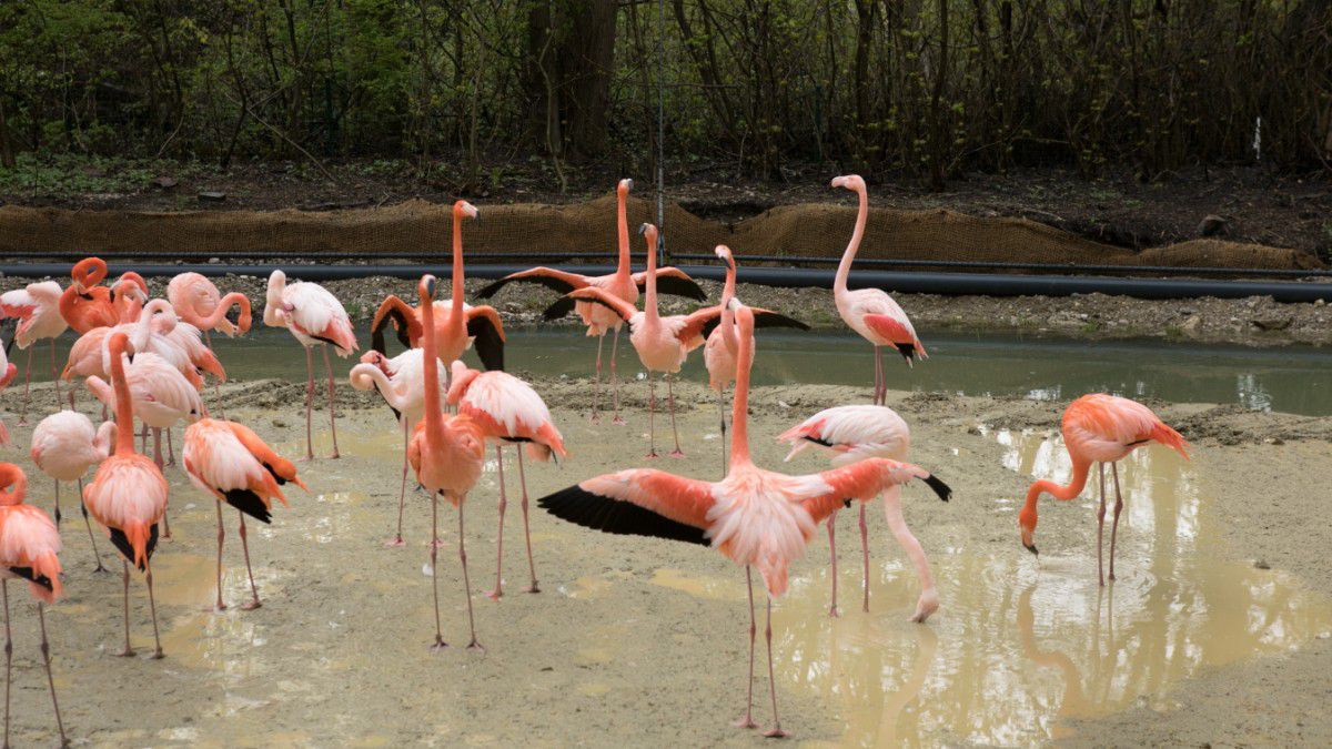 Tierpark Hellabrunn: Flamingos bekommen ein neues Gehege