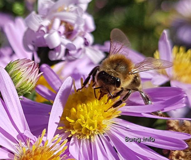 ✿ Gartentagebuch im Herbst:  Bienen und Astern