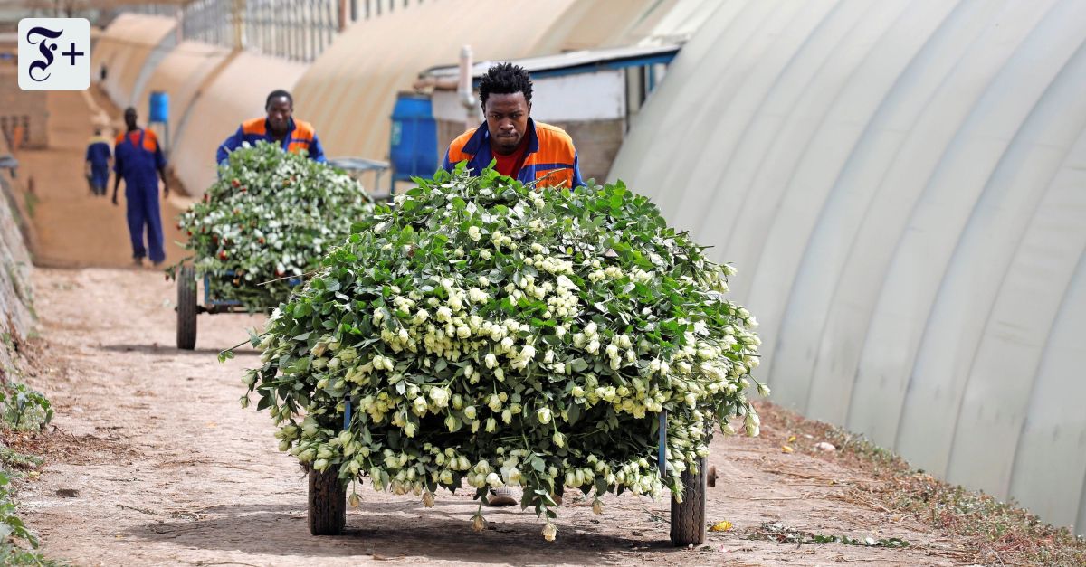 Ostafrika: Aufsteiger auf dem Blumenmarkt