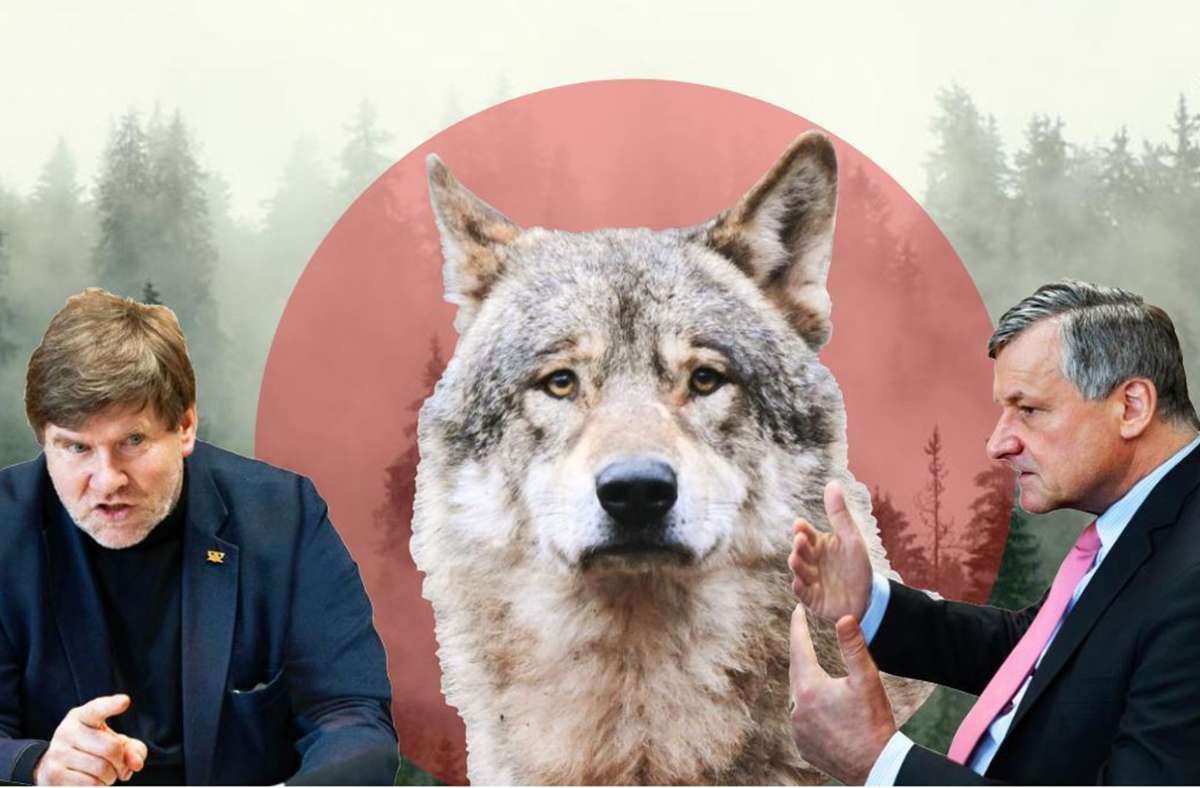 Streitgespräch Grüne und FDP: Sollen Wölfe im Land abgeschossen werden - oder nicht?