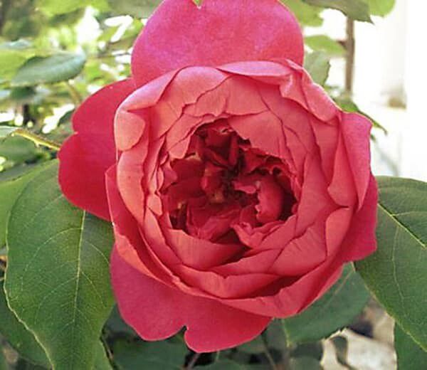 Englische Rosen, Rote Rosen, David Austin