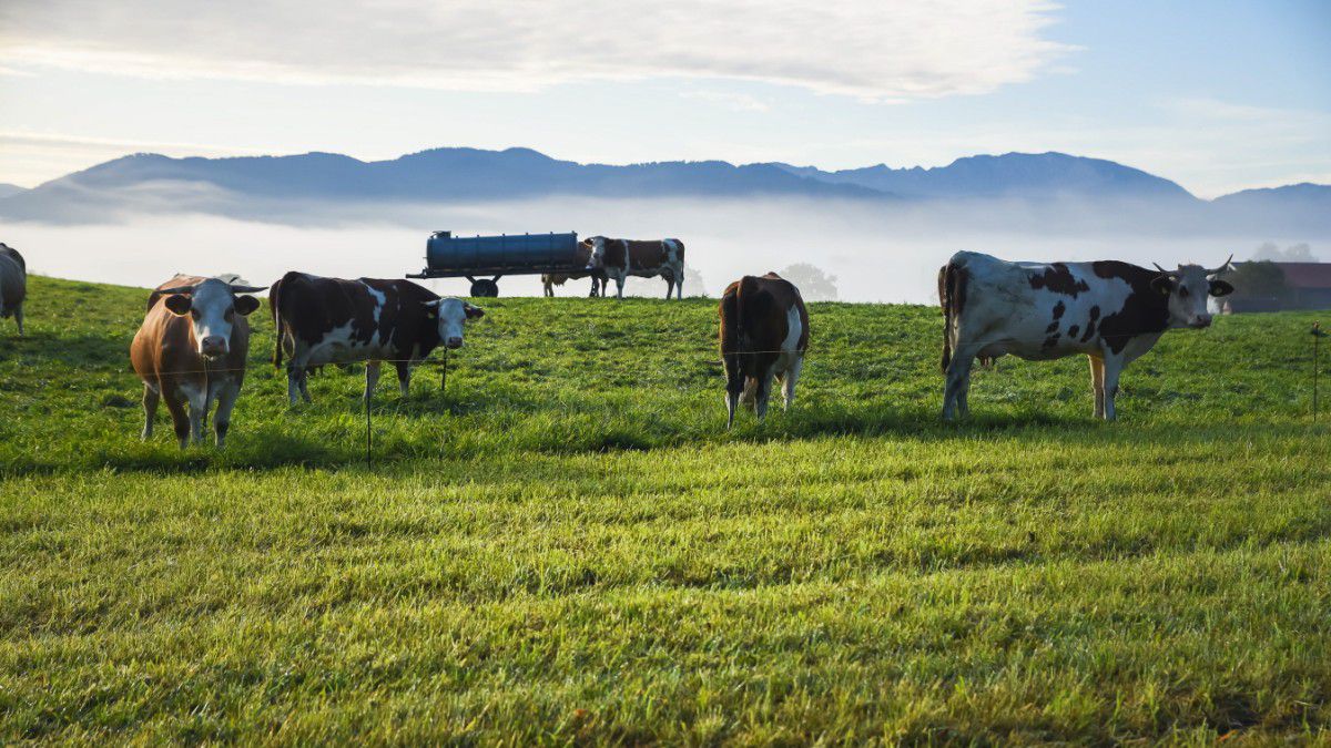 Landwirte in Bad Tölz-Wolfratshausen: Wohin mit der Kuh im Winter?