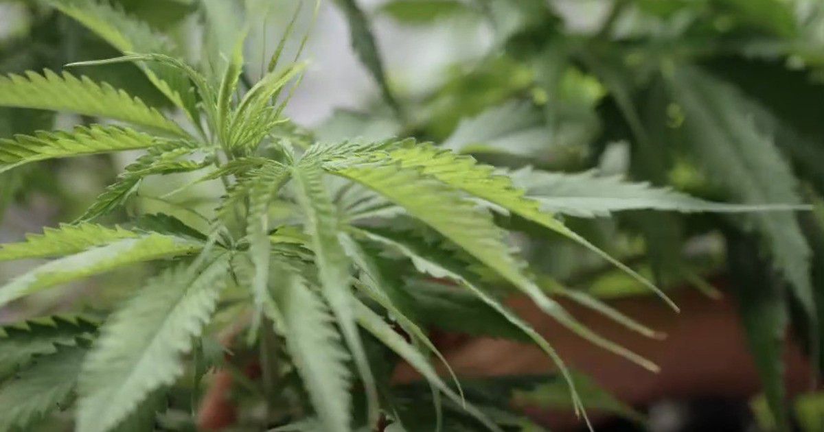 Cannabis Legalisierung: Verschiedene Perspektiven aus der Metropolregion