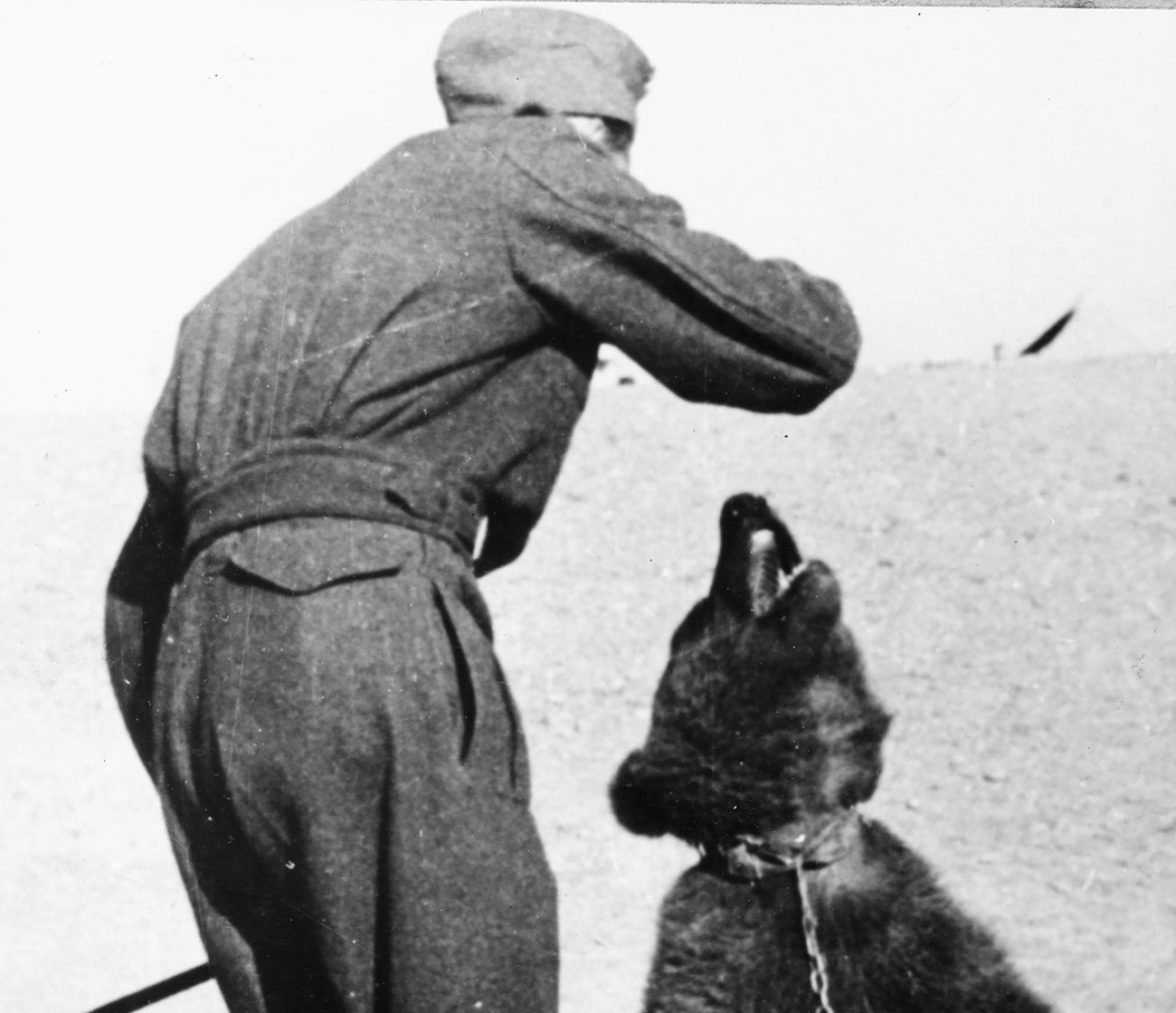 "Wojtek": Der Bär, der mit der polnischen Armee gegen die Nazis kämpfte