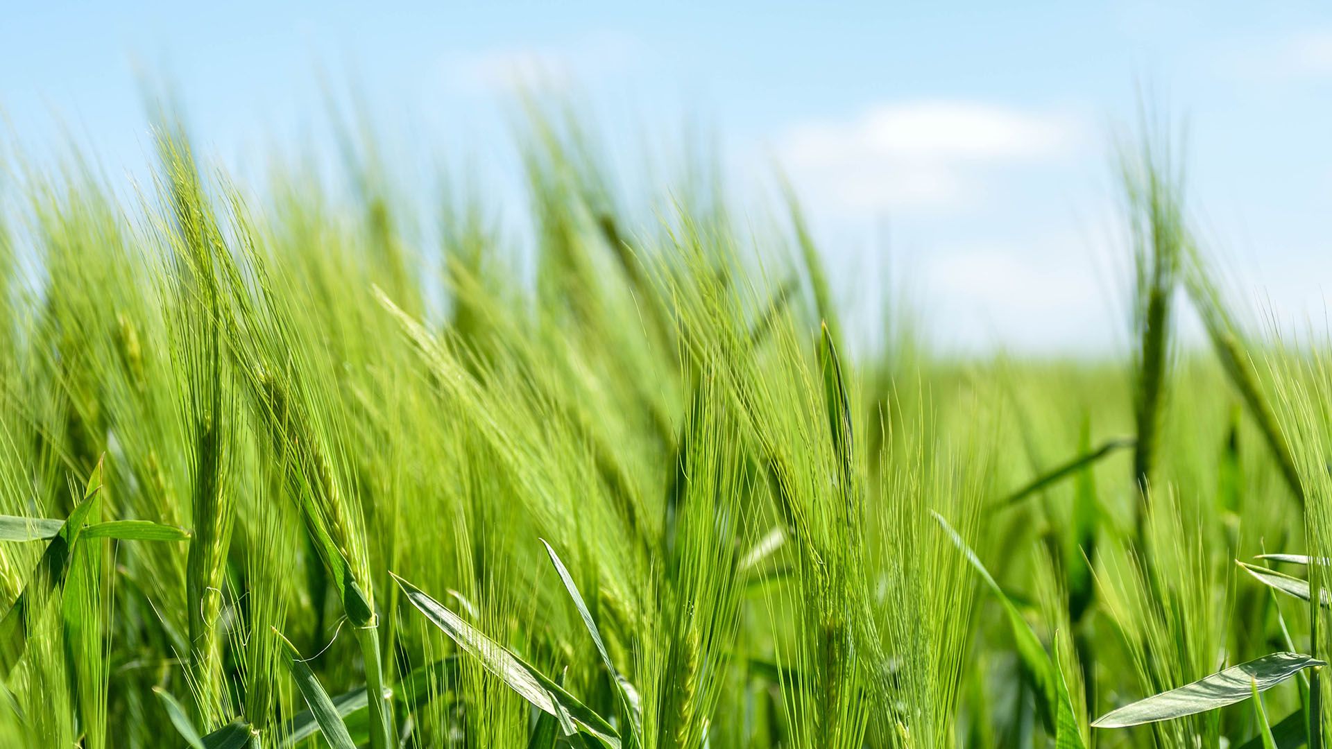 Ökopunkte: So könnte die Landwirtschaft umweltfreundlicher werden - quarks.de