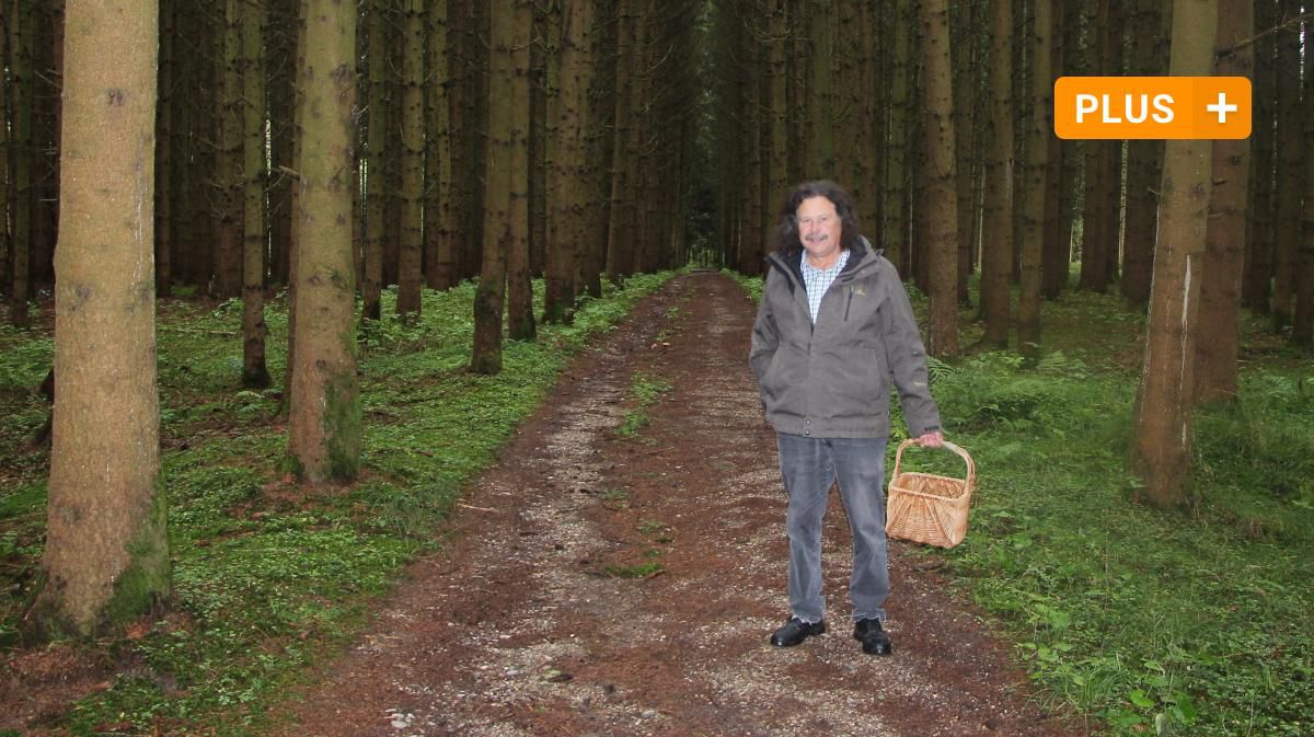 "Wer jetzt nicht in den Wald geht, verpasst etwas" - Pilze sammeln im Wittelsbacher Land