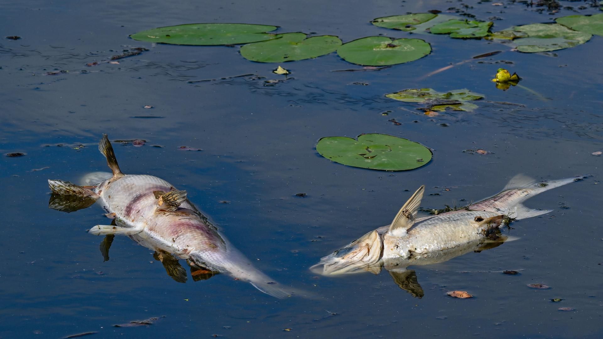 Fischsterben in der Oder: Warum es wieder passieren wird