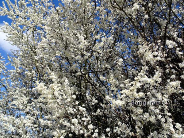 Schlehenkälte - Schlehenblüte vor blauem Himmel