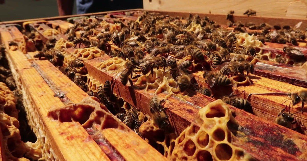 Imkerverein Untergriesbach: Wie geht es den Bienen in diesem Jahr?