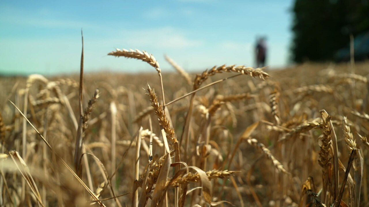 Exakt: Dürre auf den Feldern: Klimawandel zwingt Landwirte zum Umdenken | ARD Mediathek