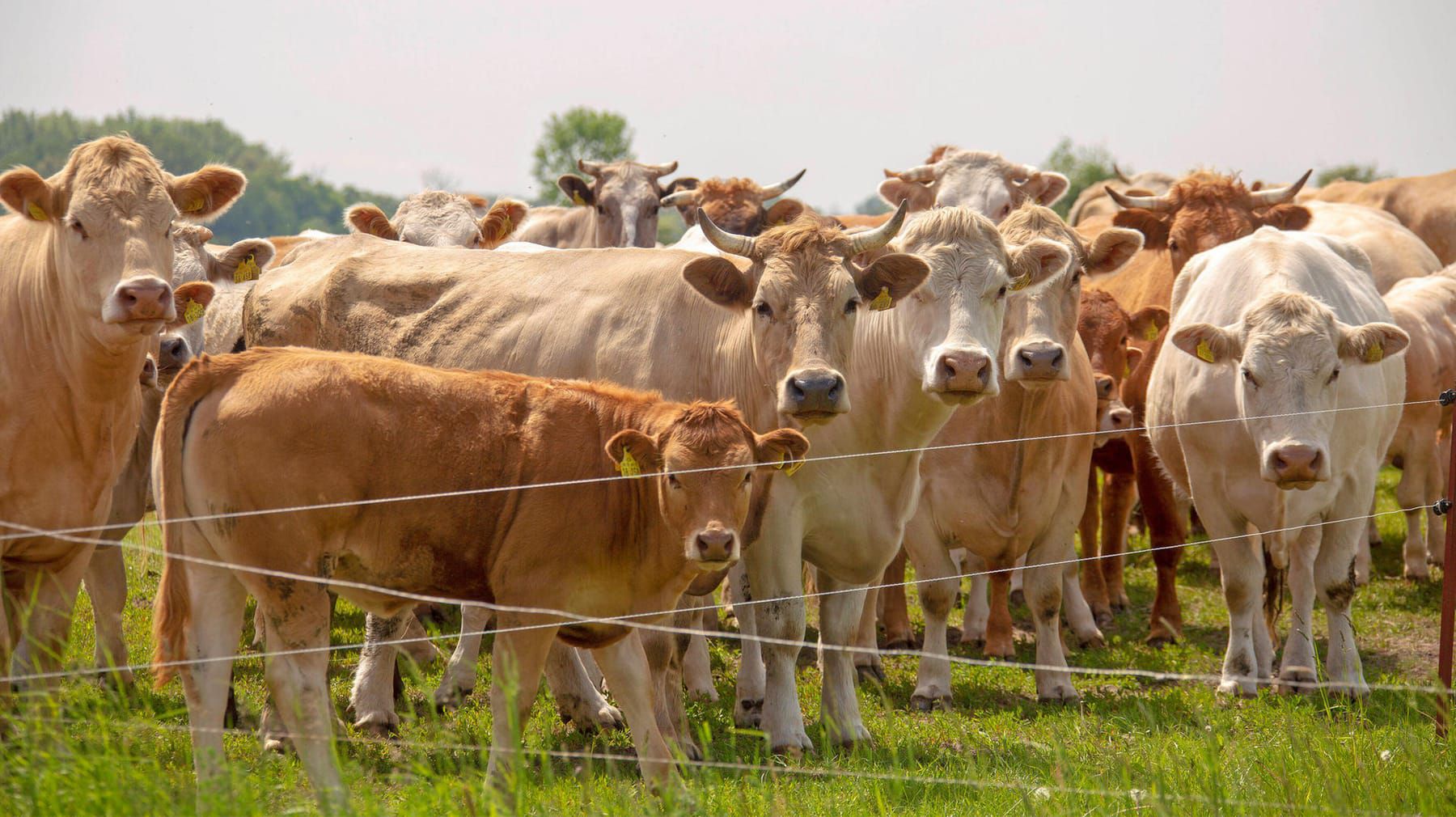 Essen für die Zukunft: Rote Karte für rülpsende Kühe