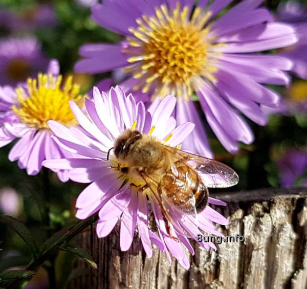 Gartentagebuch im Herbst:  Biene erntet Pollen