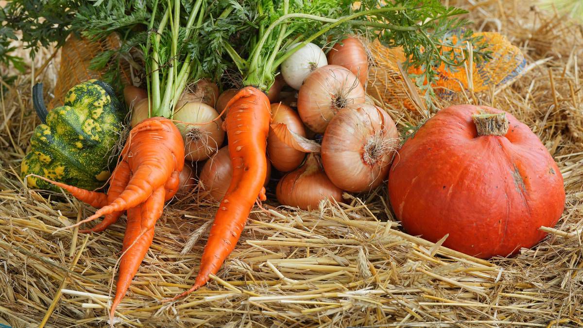 Selbstversorger werden: Lohnt es sich, Obst und Gemüse im eigenen Garten anzubauen?