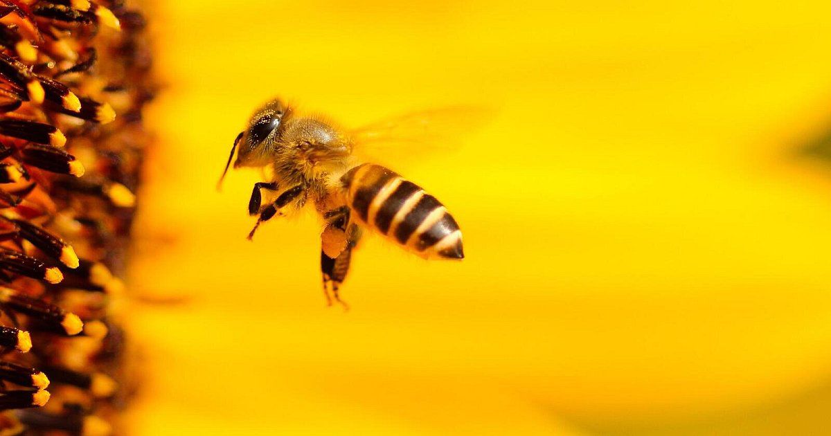 Rückgang der Population: Pestizide machen Bienenmännchen unattraktiver