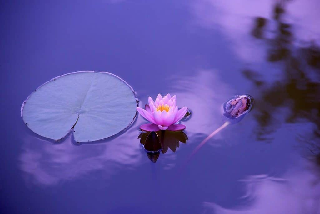 lotus flower in pond