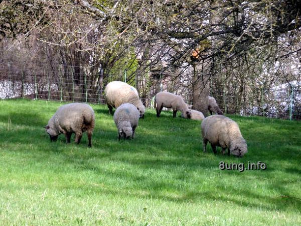 Schlehenkälte - Schafe auf der Weide