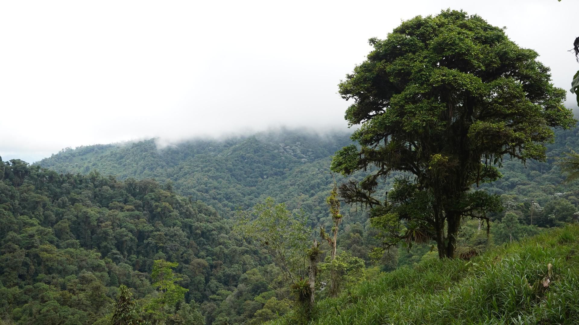Ecuador: Die Natur hat Verfassungsrechte