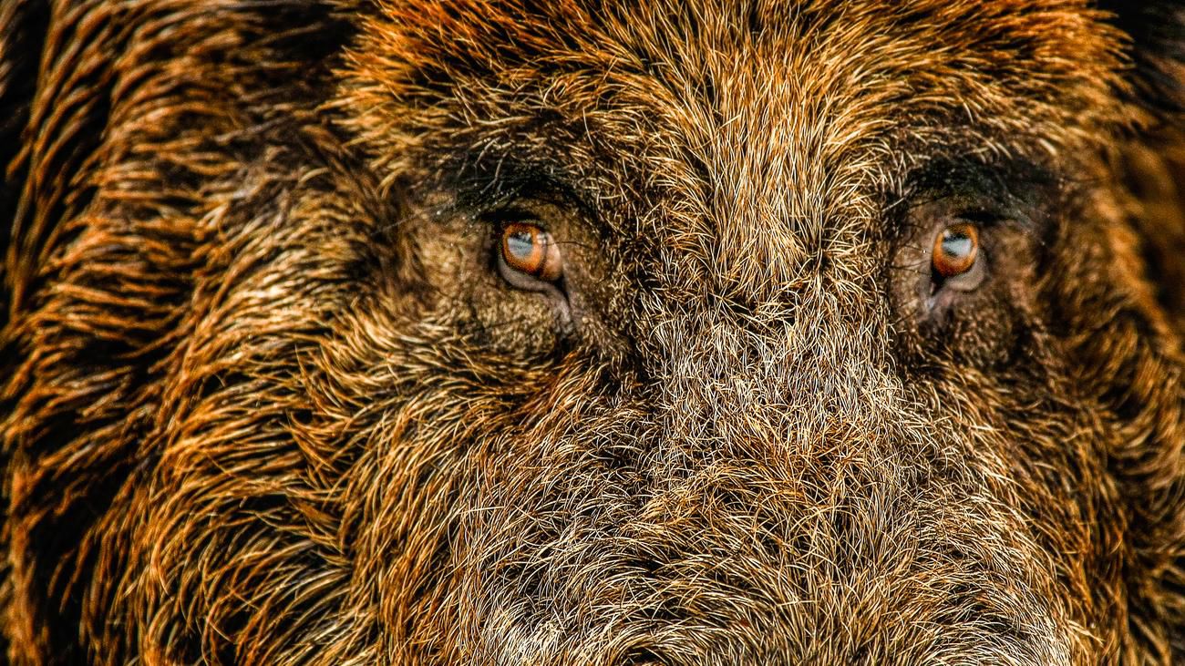 Löwensuche: Wie eine Löwin zum Wildschwein wurde