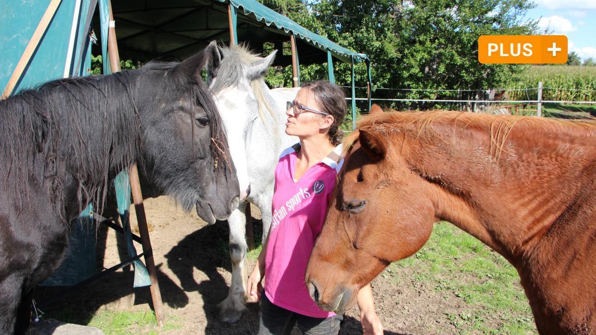 Auf dem Gnadenhof Pegasus finden alte Pferde wieder Freude am Leben