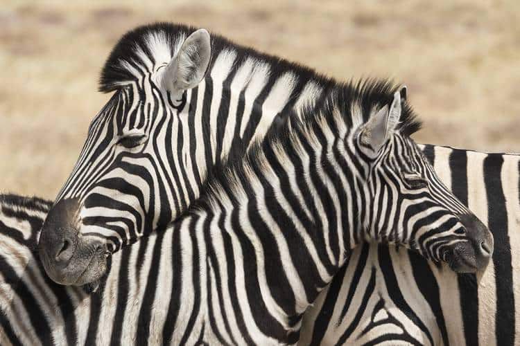 Mother and child zebra necking - Expressive nature photography