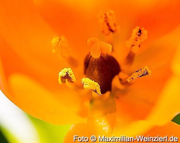 Neue Frühlings-Makro-Motive braucht der Fotograf