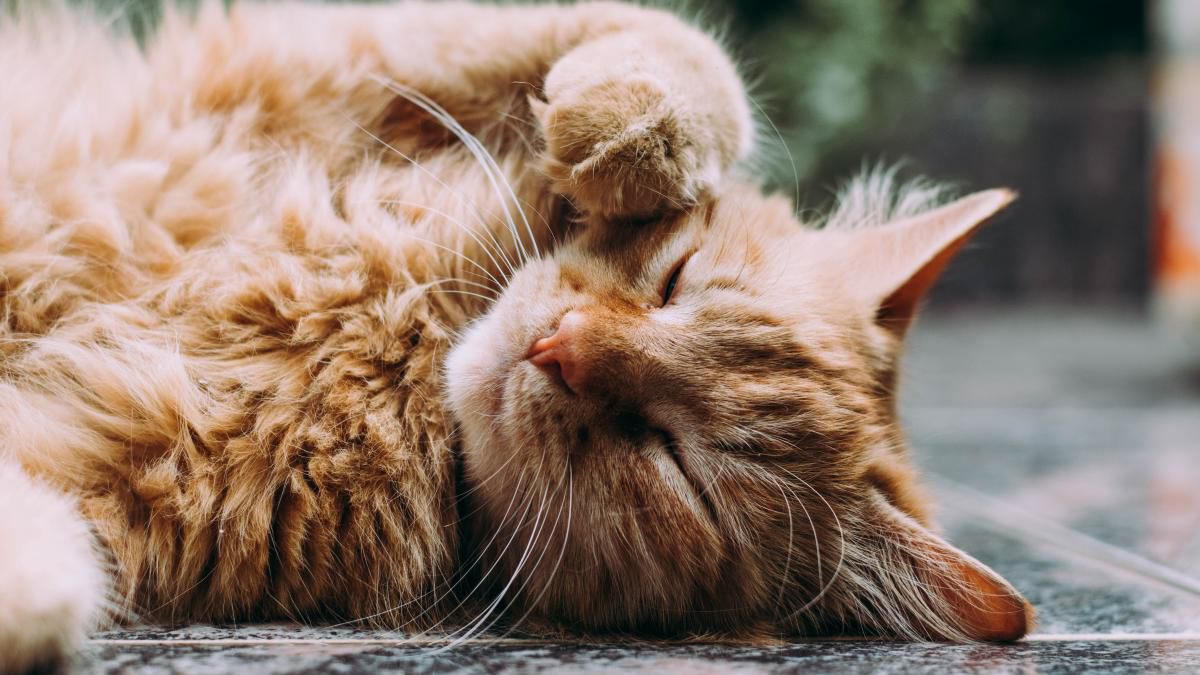 Katze: Diese 7 Merkmale bestimmen die Persönlichkeit deines Stubentigers - WELT