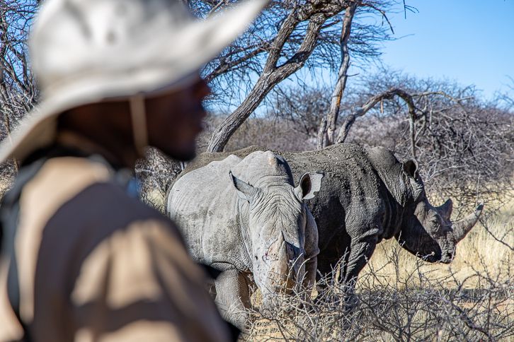 Stalking the Namibian rhino – on foot (seriously!)