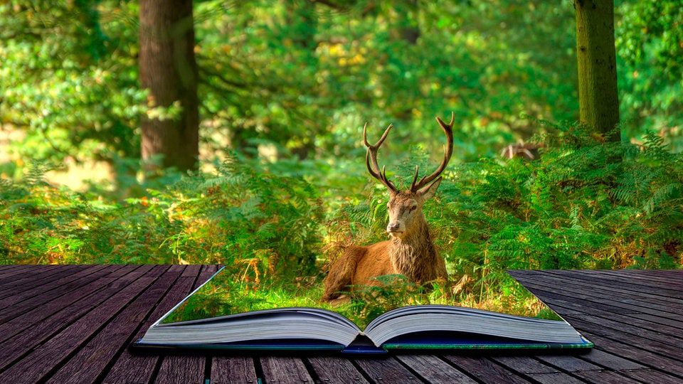 Studie zeigt: Biodiversität in Büchern nimmt seit 1830 kontinuierlich ab | MDR.DE