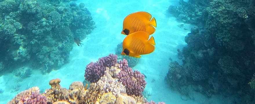 Warum Korallenriffe besuchen?  Weshalb diese brachiale Zerstörung?