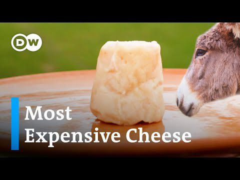 Why Pule is the most expensive cheese in the world