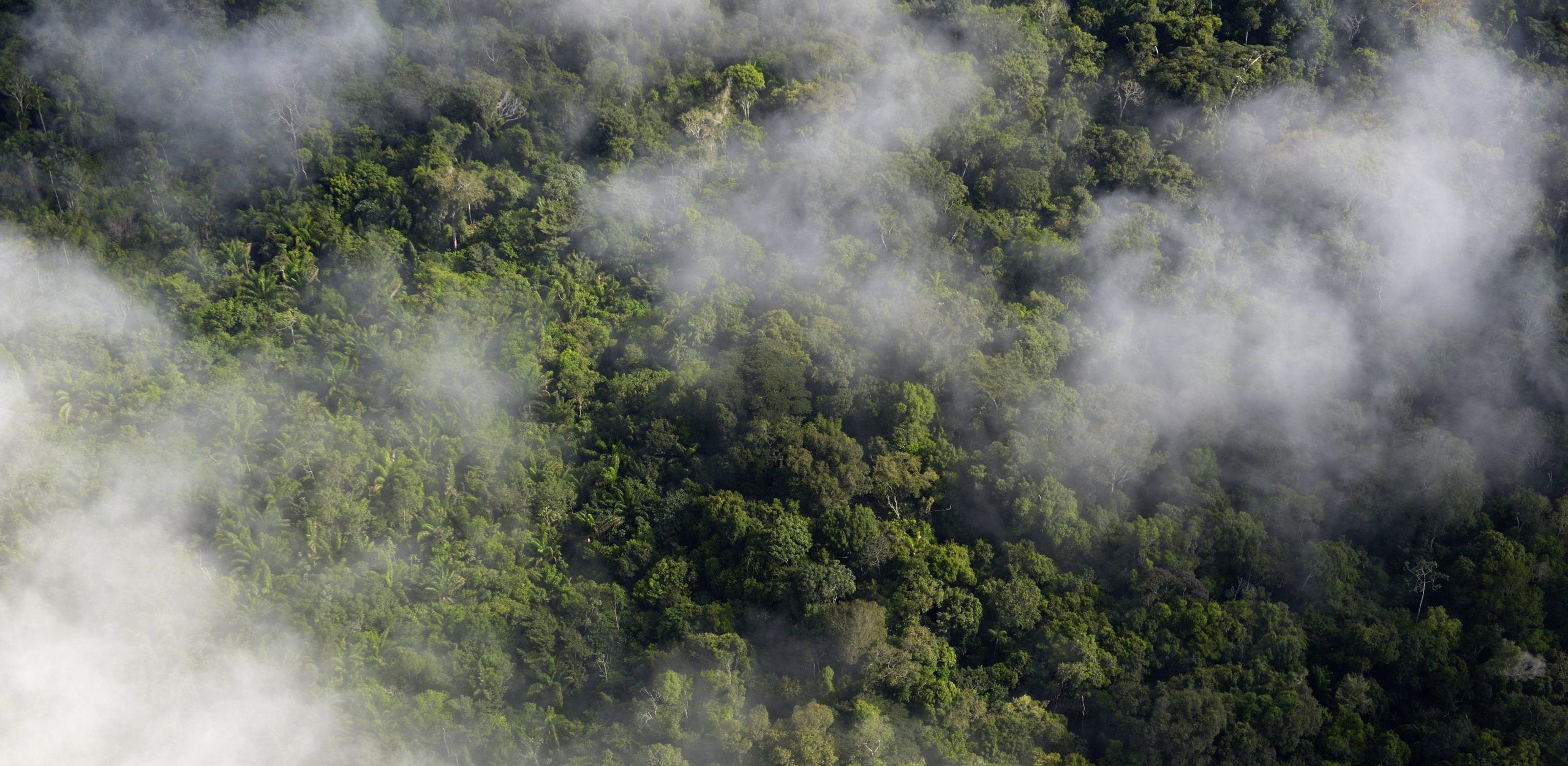 Amazonas-Regenwald: Das Ende von Eldorado