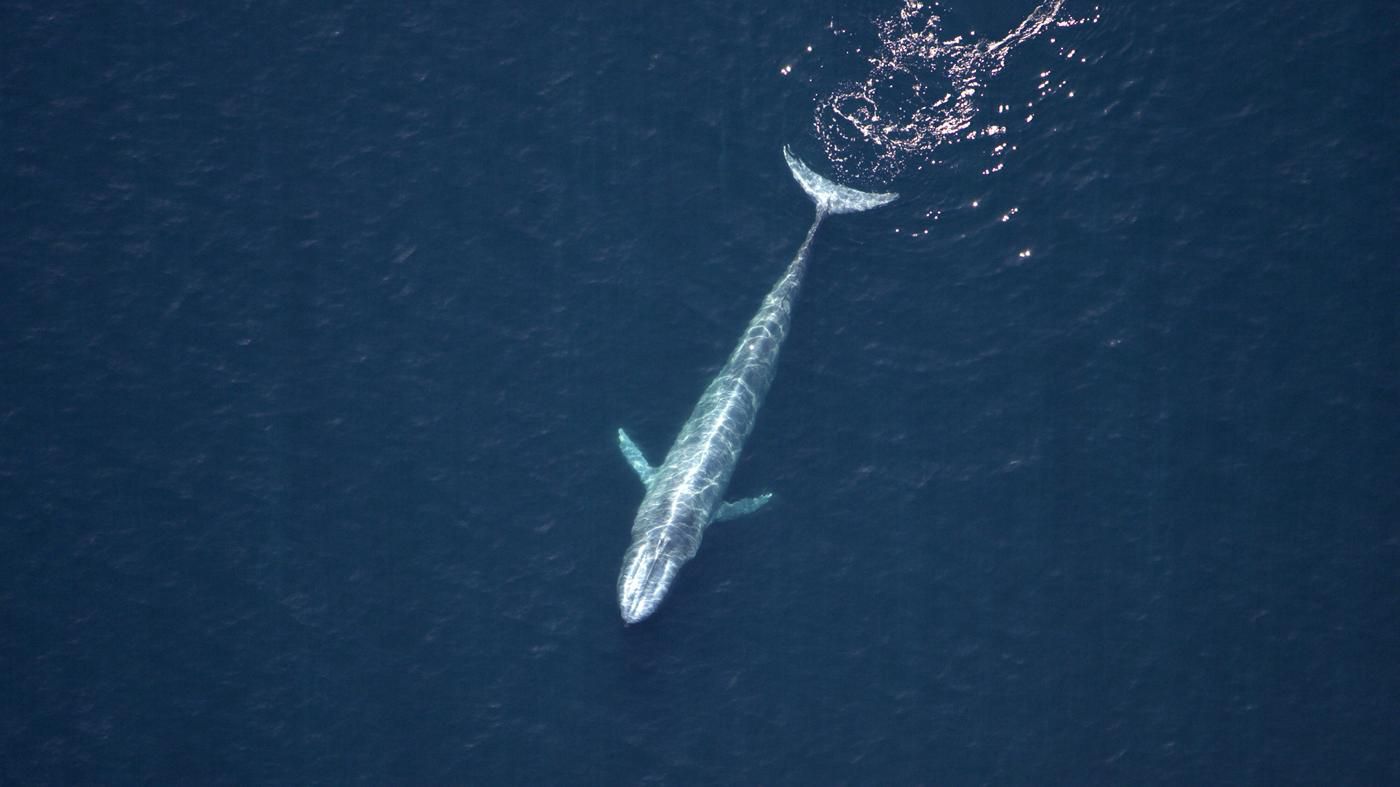 Rückkehr der Meeresgiganten: Wieder mehr Blauwale im Pazifik gesichtet