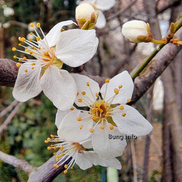 ✿ Gartentagebuch im Frühling – üppige Obstblüten