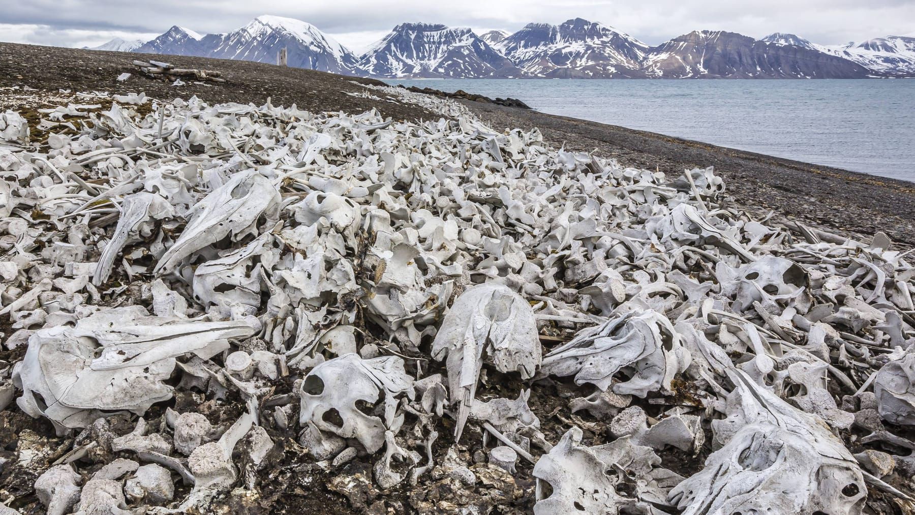 WWF-Chef: "Das kann sogar die Klimakrise übertreffen"